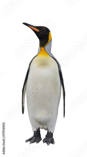 King penguin isolated on white