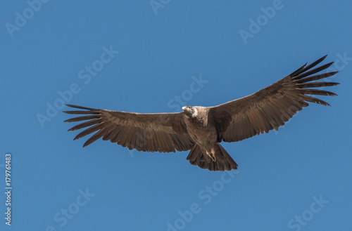 Andean Condor in Flight © John
