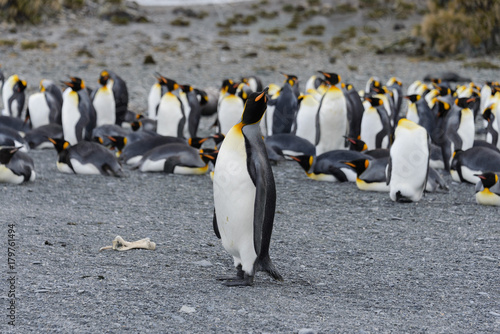 king penguins on South Georgia island