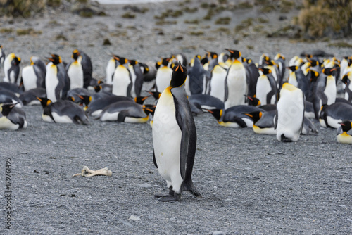 king penguins on South Georgia island