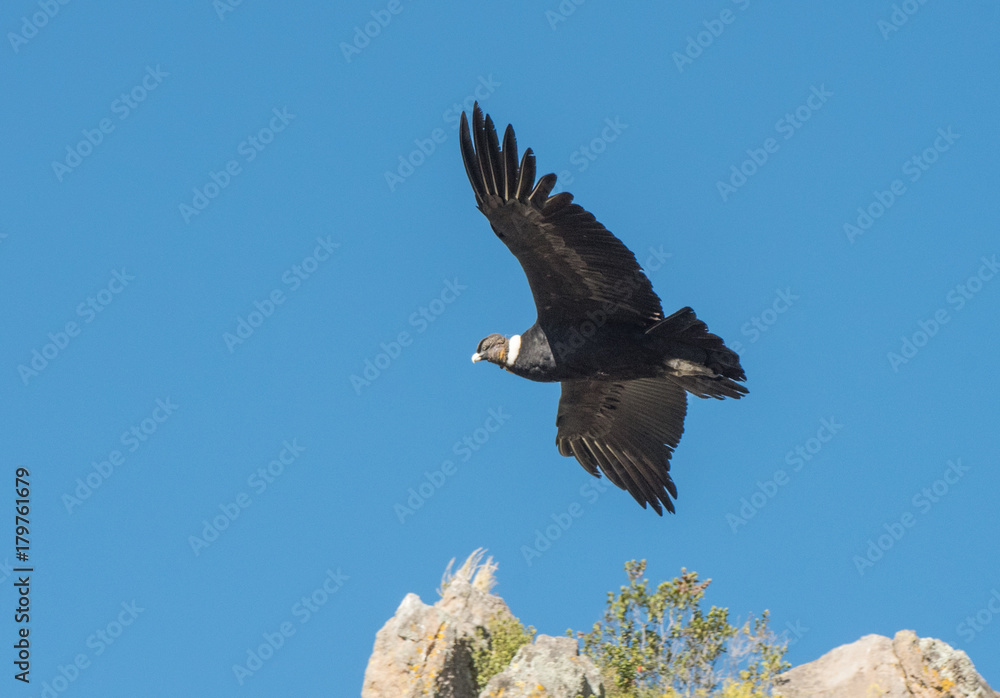 Fototapeta premium Andean Condor in Flight
