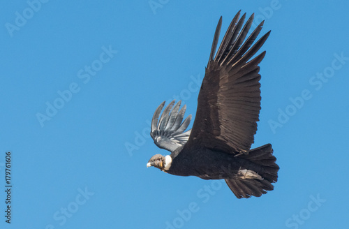 Andean Condor in Flight