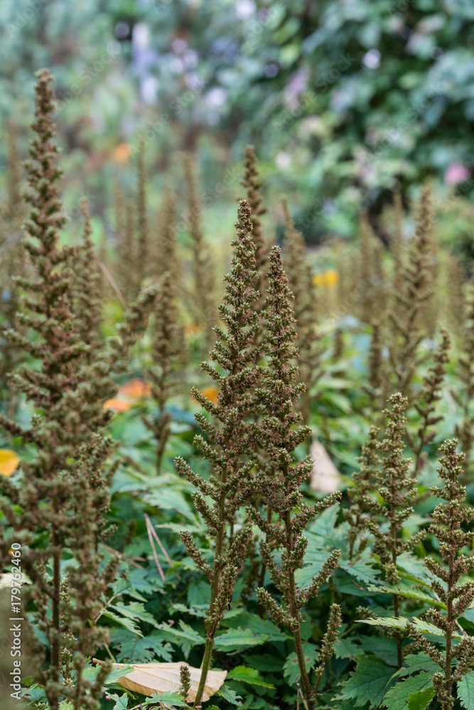 flower bud of astilbe chinensis saxifagaceae from china flower bud of astilbe chinensis saxifagaceae from china