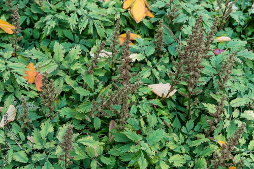 flower bud of astilbe chinensis saxifagaceae from china photo