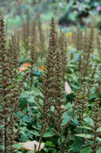 flower bud of astilbe chinensis saxifagaceae from china