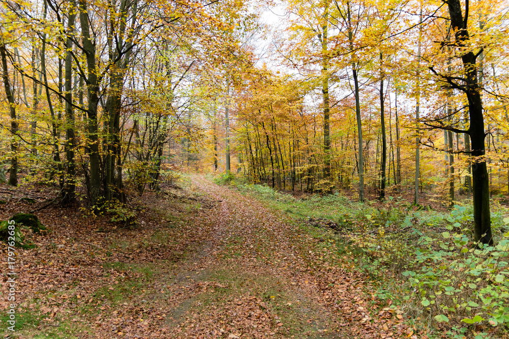 Dirtroad in november Dirtroad in november