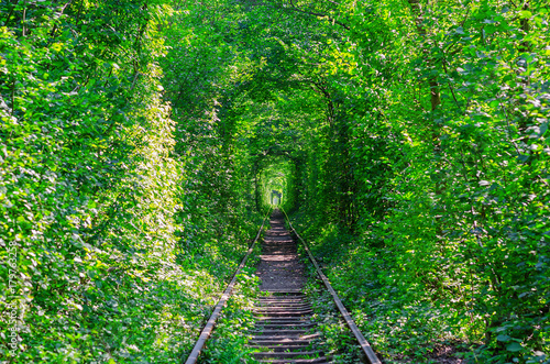 A natural tunnel created from trees along the railway.