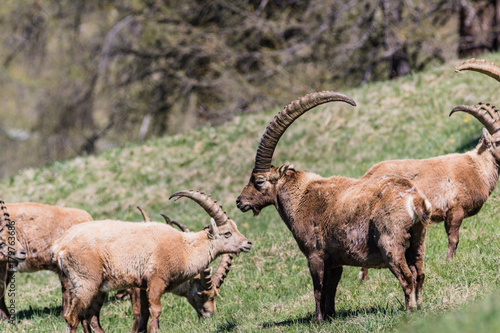 Close up of male ibex in the spring near Pontresina