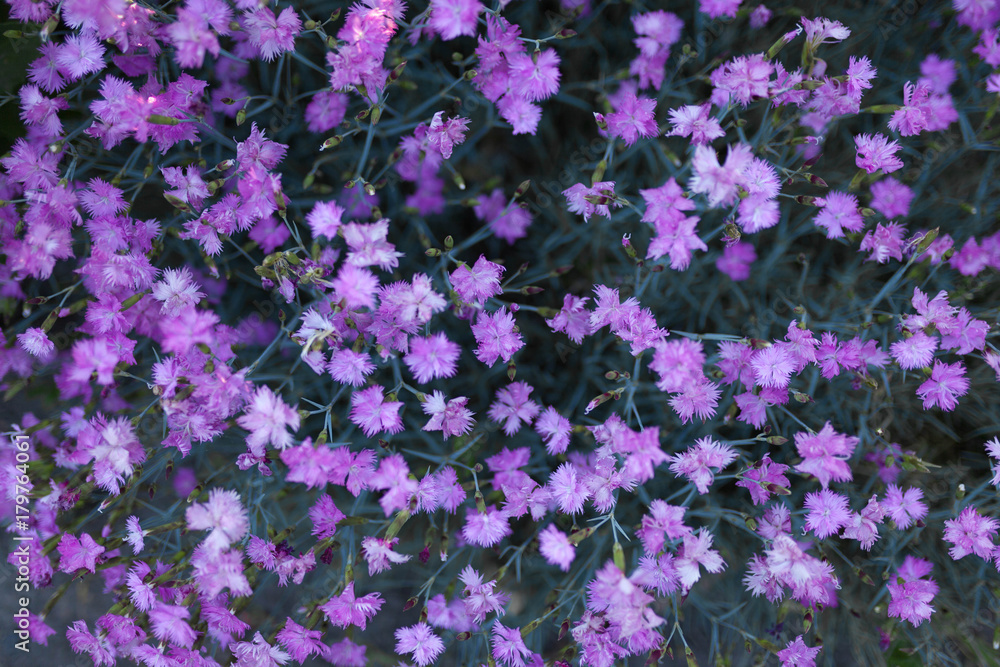 meadow flowers background