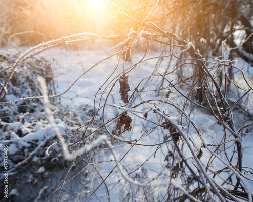 sunlight and branches of plants