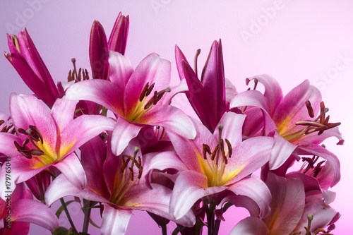 Stargazer Lillies