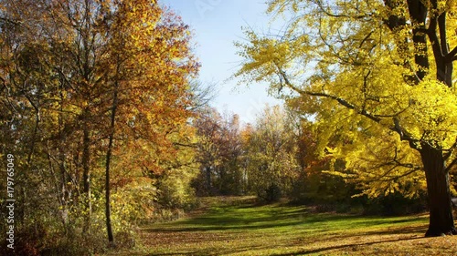 Scenic field changes colors in autumn, timelapse