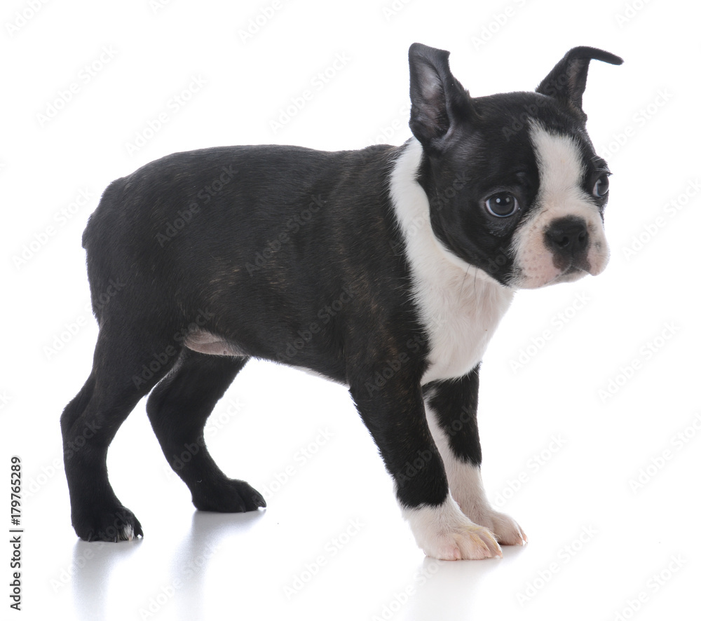 boston terrier puppy standing