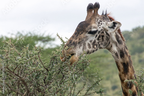 Giraffen Serengeti