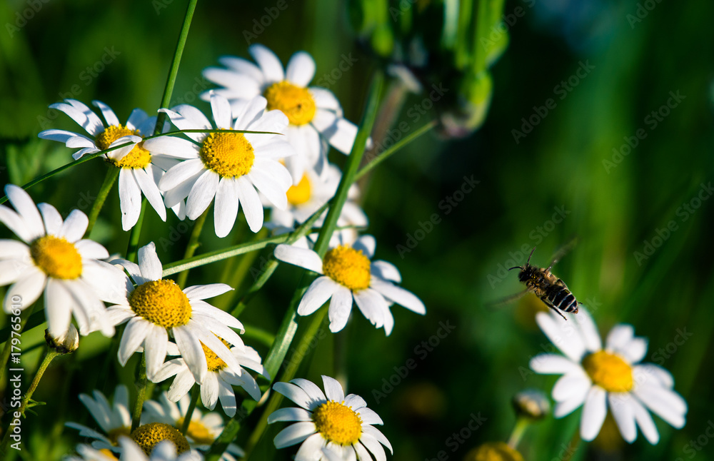 Primavera Primavera