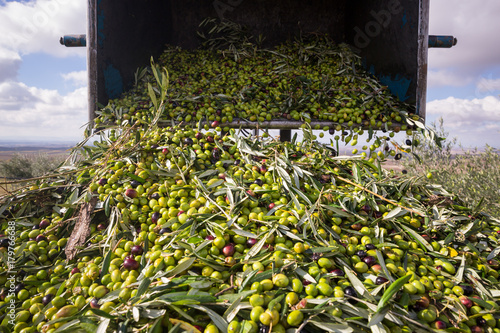 Raccolta olive verdi
