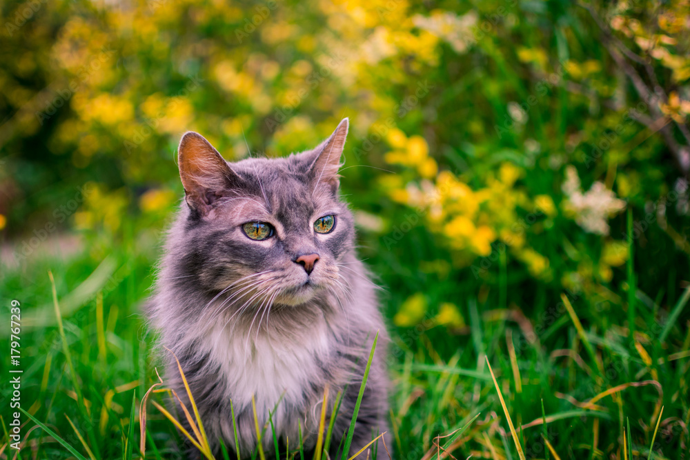 bello gato de ojos verdes