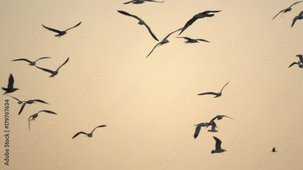 Flock of Birds Flies Across Sky at Sunset Flock of Birds Flies Across Sky at Sunset