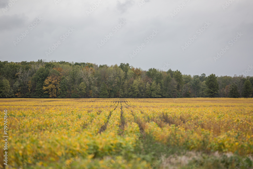Fall Colors and Field