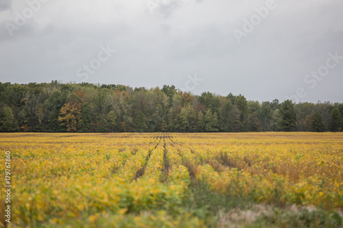 Fall Colors and Field