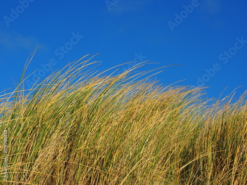 Nordsee: Strandhafer im Wind