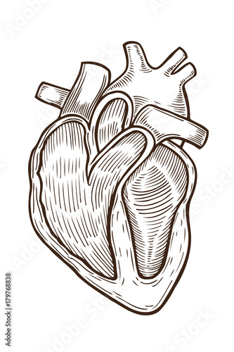 vector engraving heart
