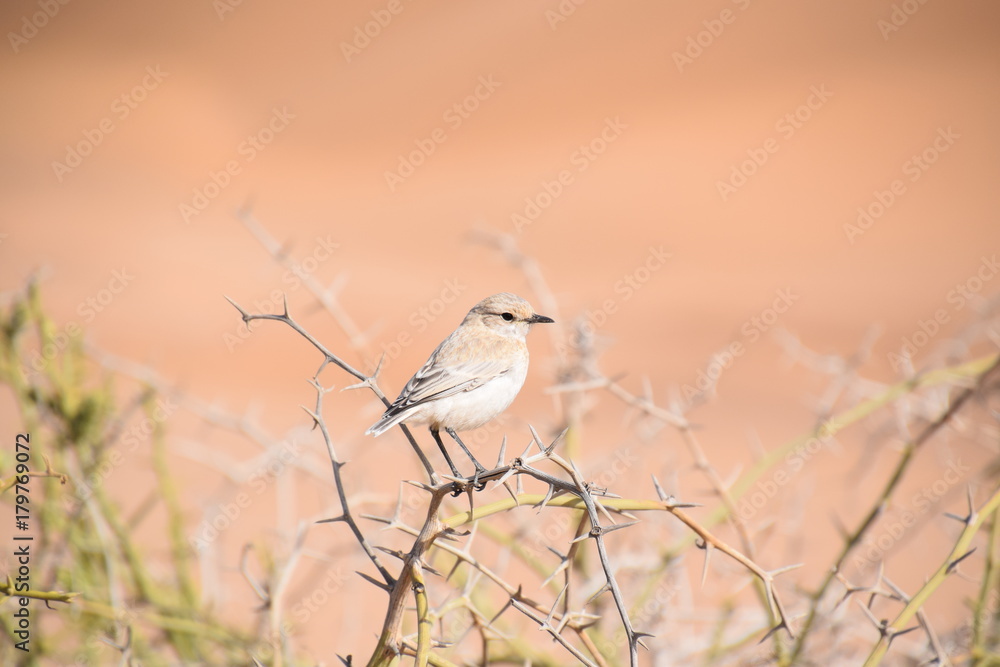 Vogel - Afrika - Landschaft Vogel - Afrika - Landschaft