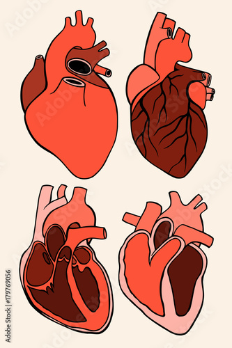 Real heart. Vector illustration