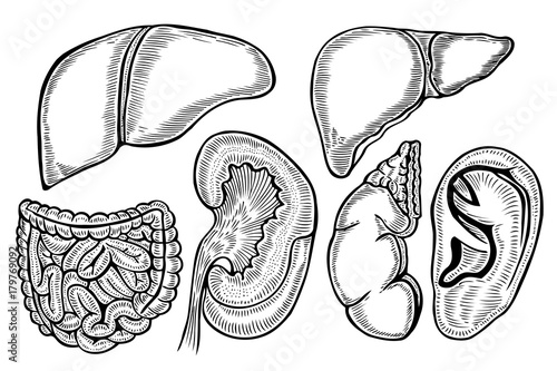 Healthy viscera system part