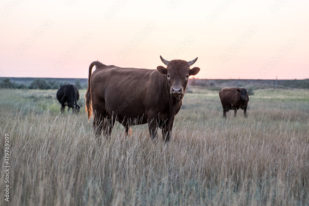 A herd of cows on a summer green field at sunset
