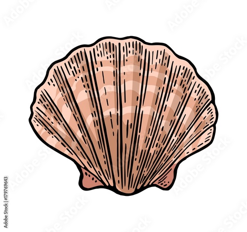 Sea shell Scallop. Color engraving vintage illustration. Isolated on white background.
