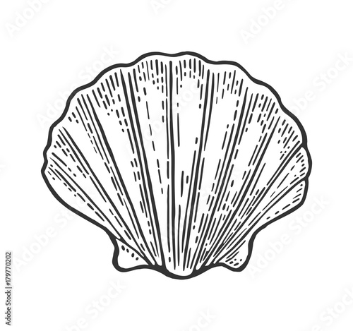 Sea shell Scallop. Color engraving vintage illustration. Isolated on white background.