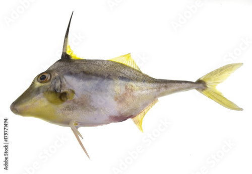 Bribie Island Yellowfin Tripodfish photo