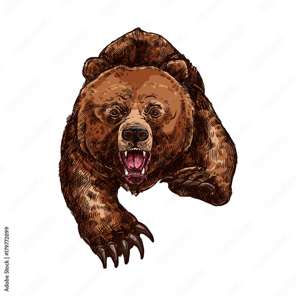 Obraz premium Grizzly bear roaring vector isolated sketch animal