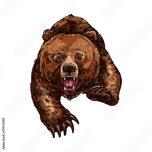 Grizzly bear roaring vector isolated sketch animal
