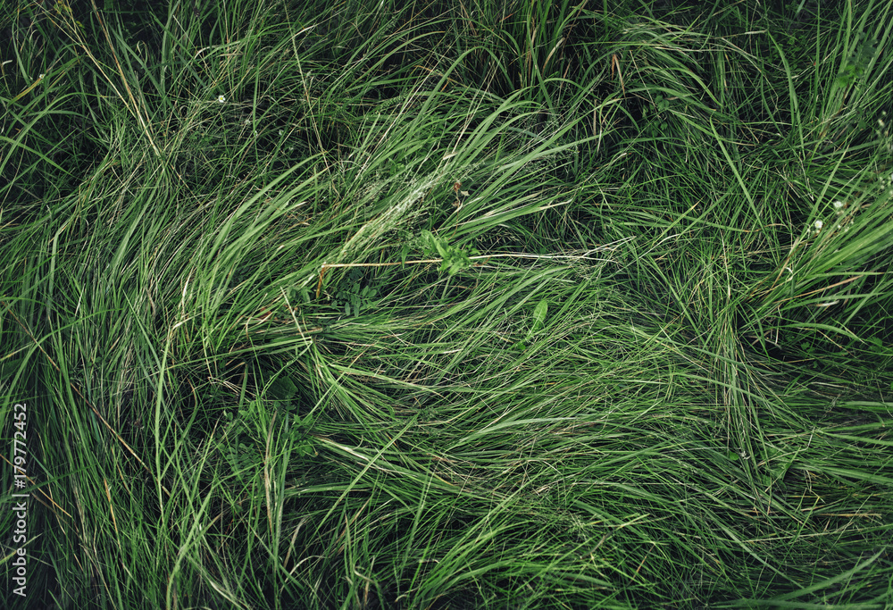 High green grass. Background, texture. Top wiev. High green grass. Background, texture. Top wiev.