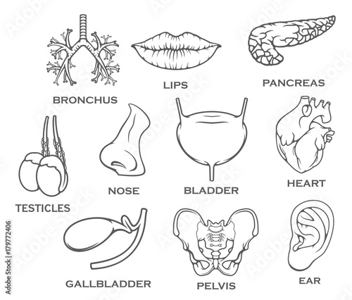 Vector icons of human internal organs sketch