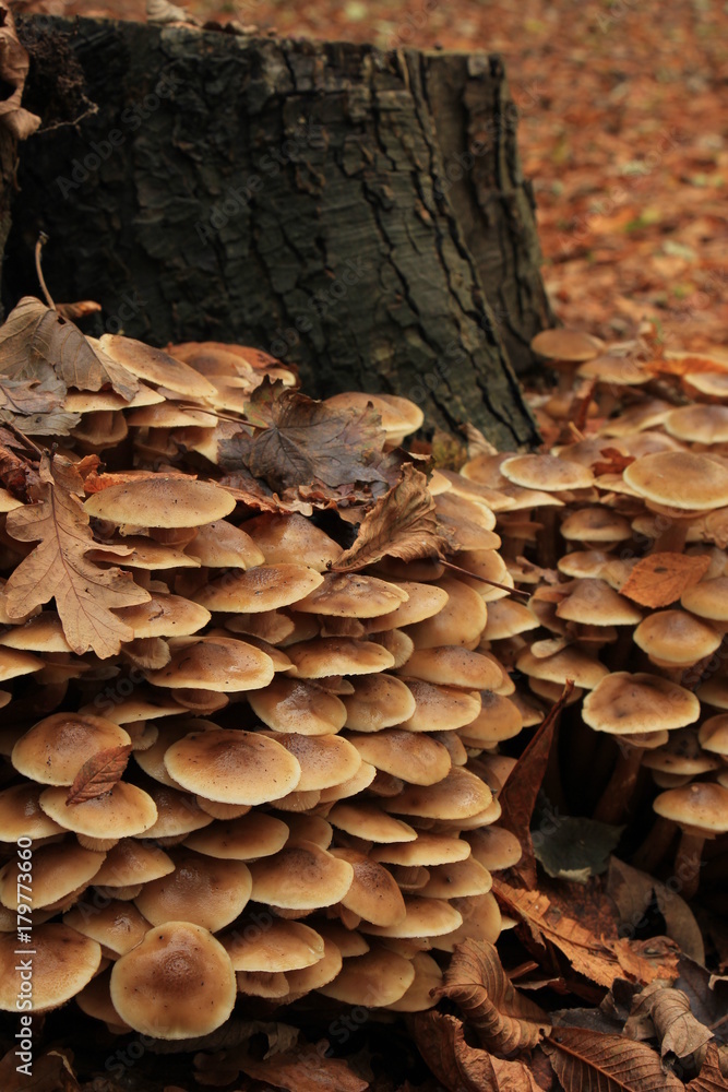 Mushrooms in a fall forest