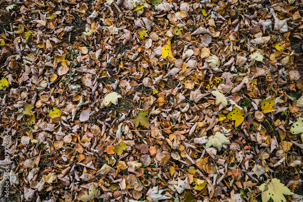 Texture di foglie in stagione autunnale
