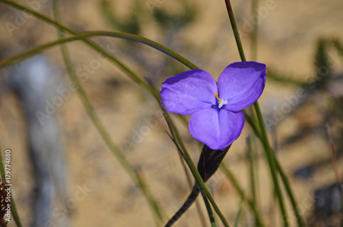 Fototapeta Naklejka Na Ścianę i Meble -  Australian native wildflower, the leafy purple flag iris, Patersonia glabrata in heath in the Royal National Park, Sydney, Australia