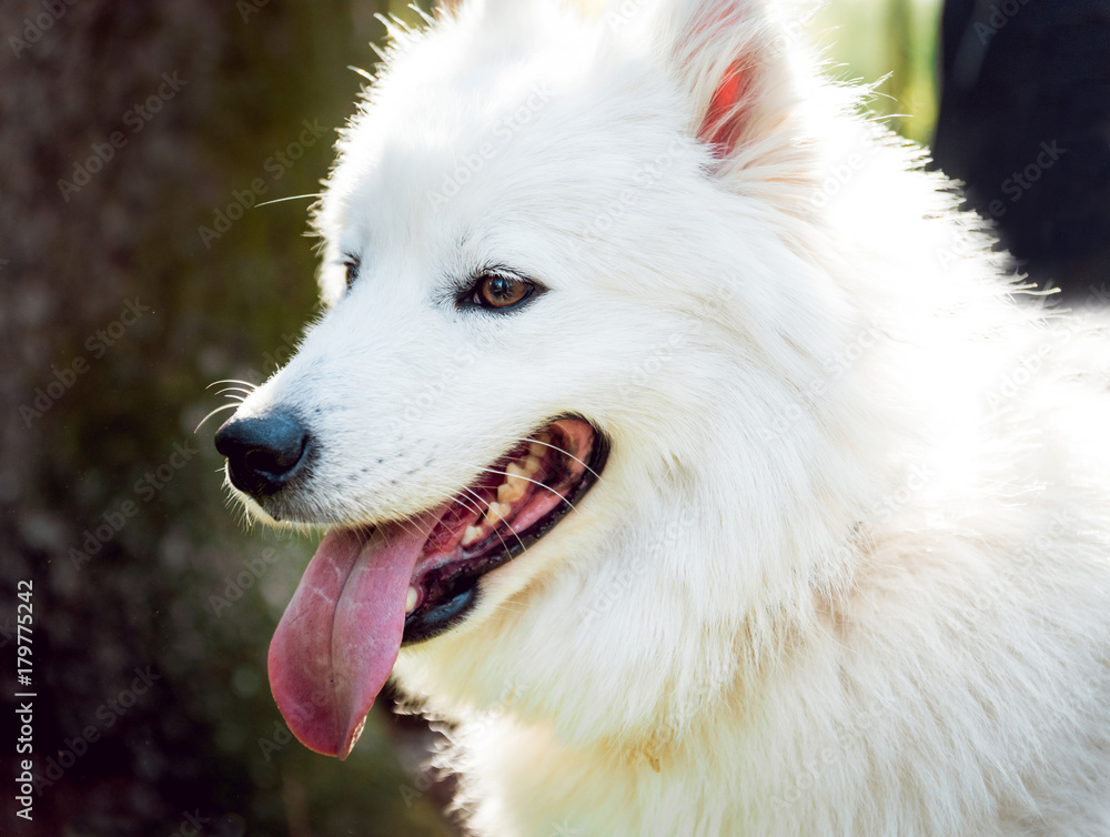 Funny white Samoyed husky dog in the park. Funny white Samoyed husky dog in the park.