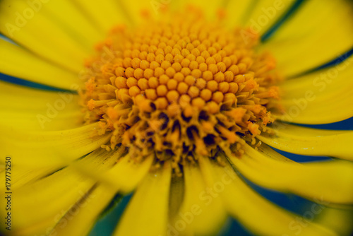 Chamomile flower with blurred background.