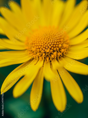 Chamomile flower with blurred background.