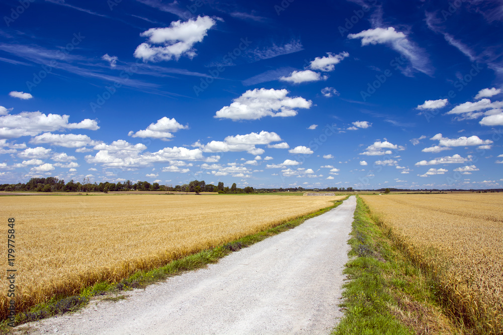 Long and straight road through the fields