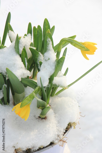 Fototapeta Naklejka Na Ścianę i Meble -  Daffodil bulbs in the snow