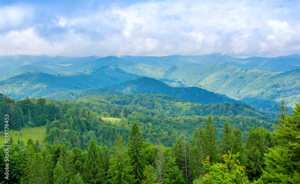 Photo of green forest and valley in Carpathian mountains