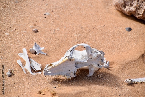 Schädel - Wild lebende Tiere - Wüste - Namibia