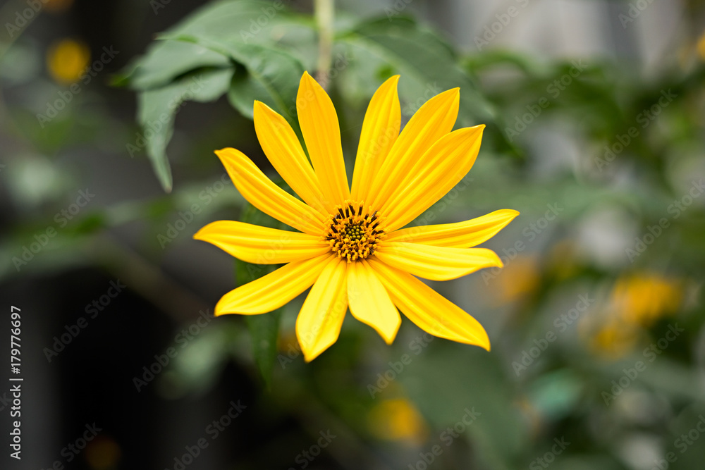 Obraz premium Yellow flower of Asteraceae, soft focus