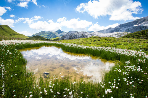 water with cottongrass
