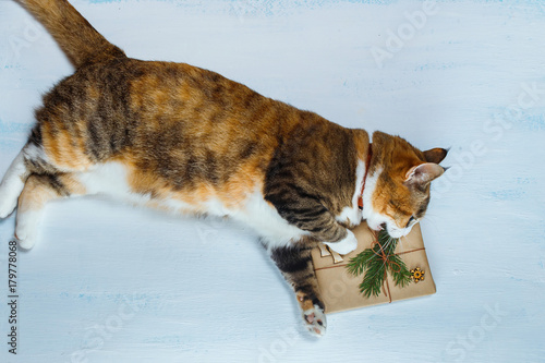 The cat wants to open a Christmas gift © Northern life